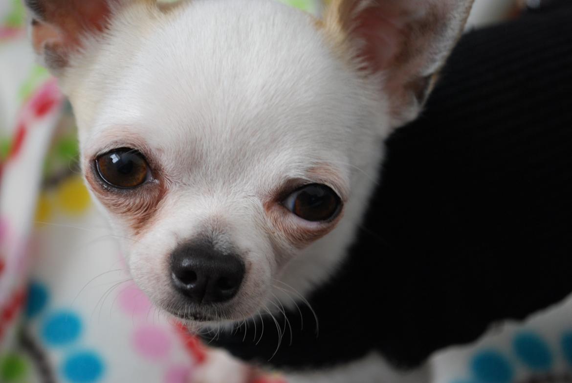 Chihuahua Rickey billede 1