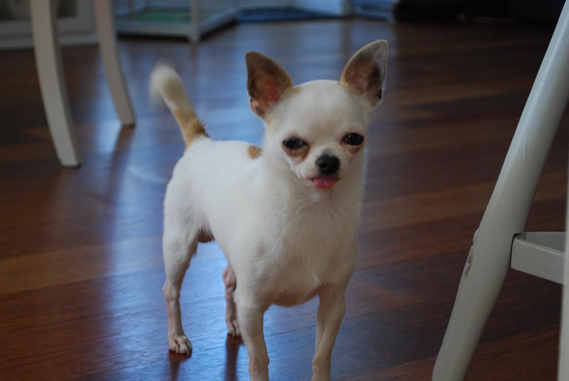 Chihuahua Rickey billede 9