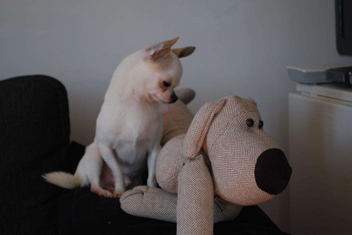 Chihuahua Rickey billede 3