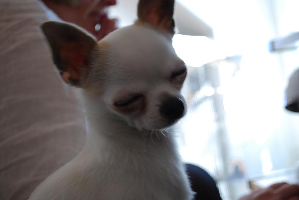 Chihuahua Rickey billede 10