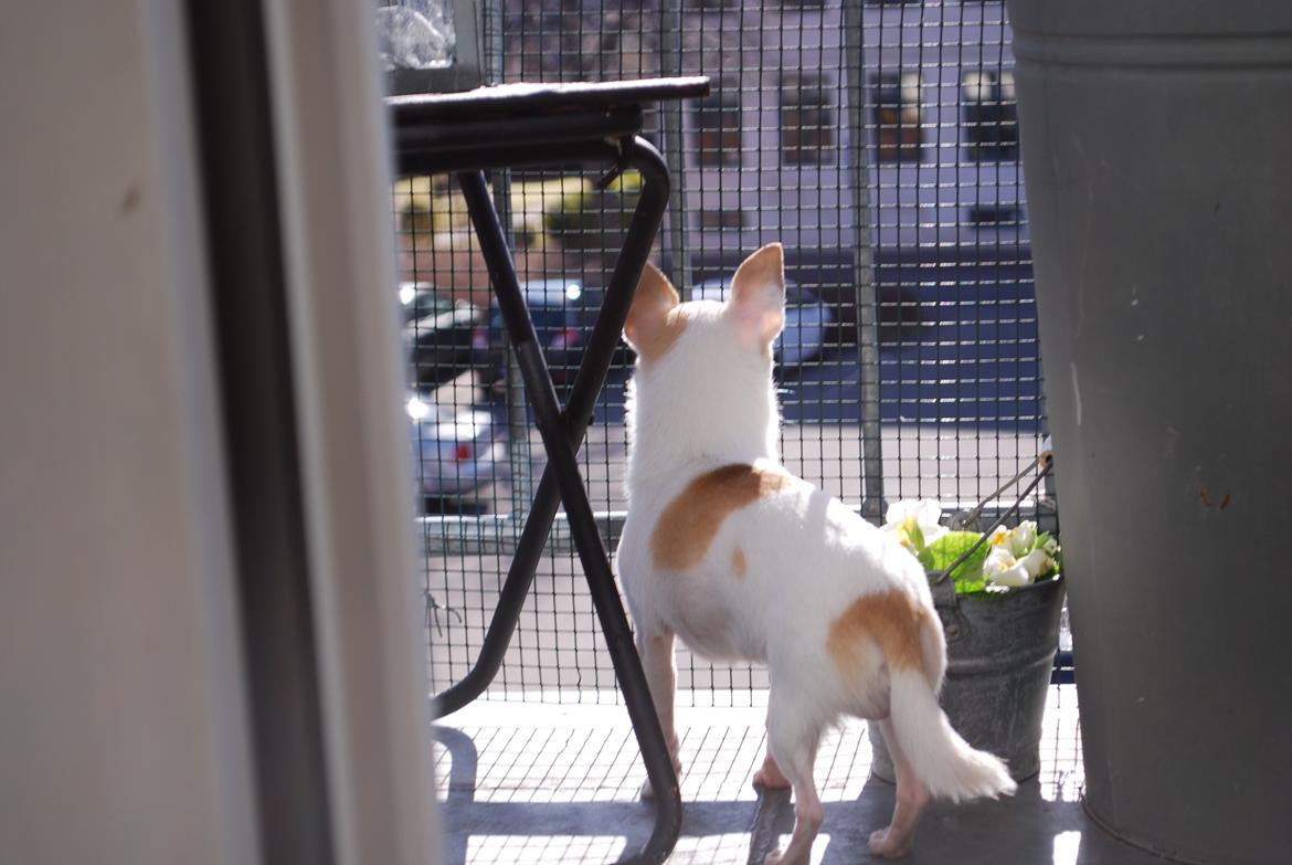 Chihuahua Rickey billede 11