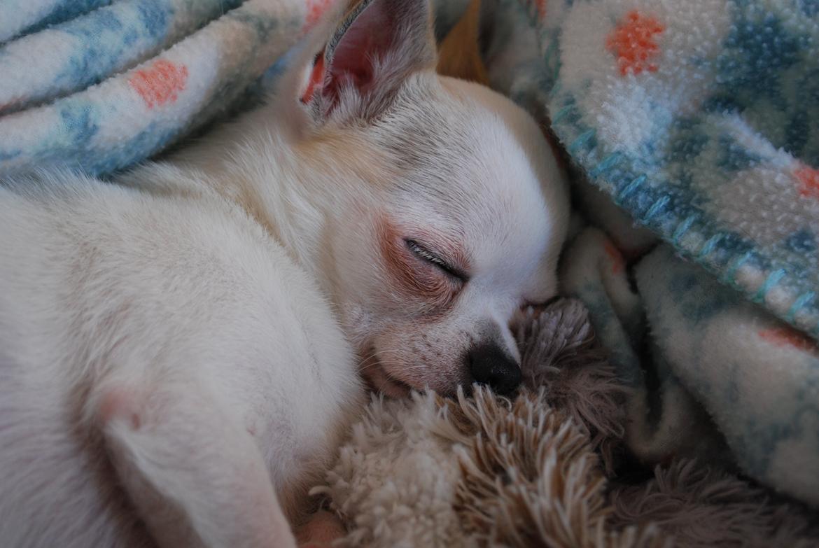 Chihuahua Rickey billede 6