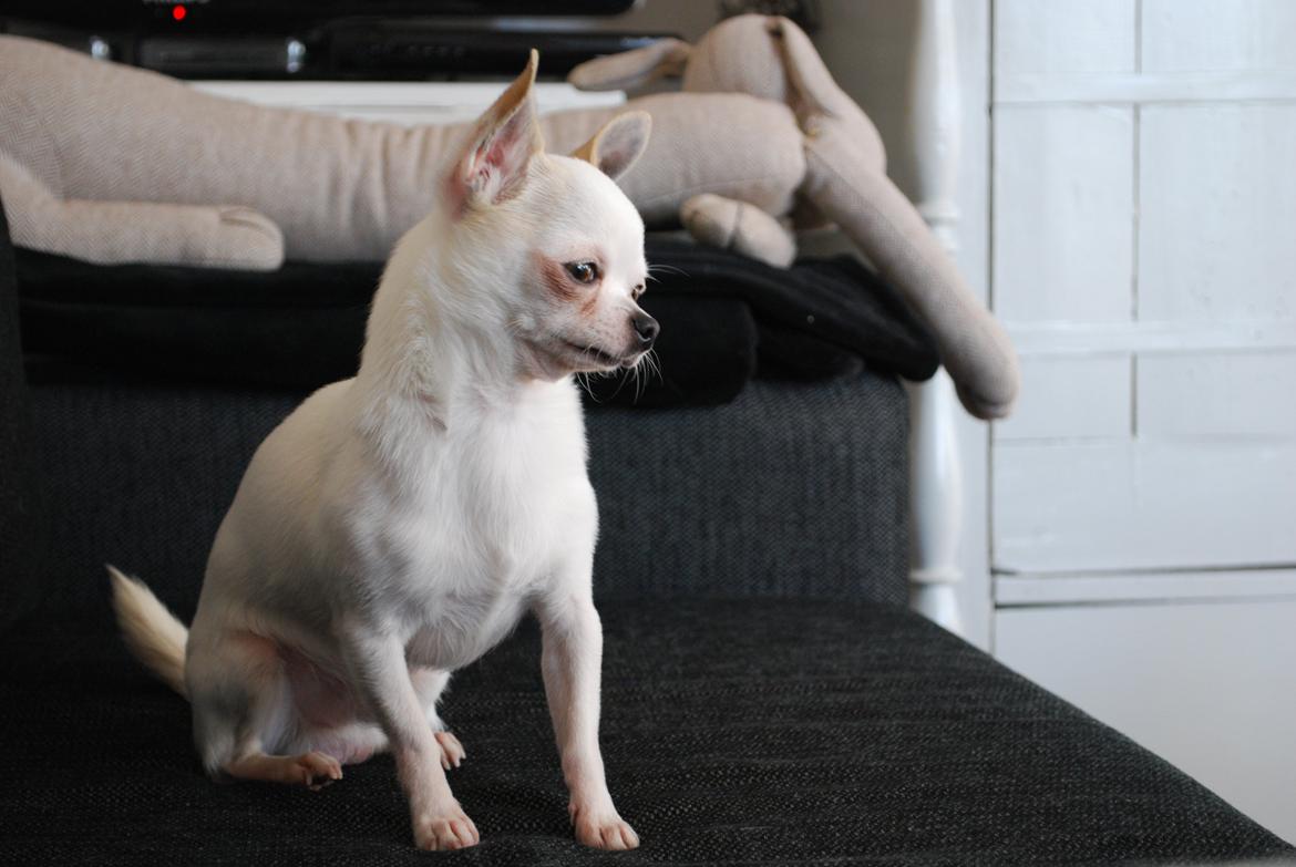 Chihuahua Rickey billede 12