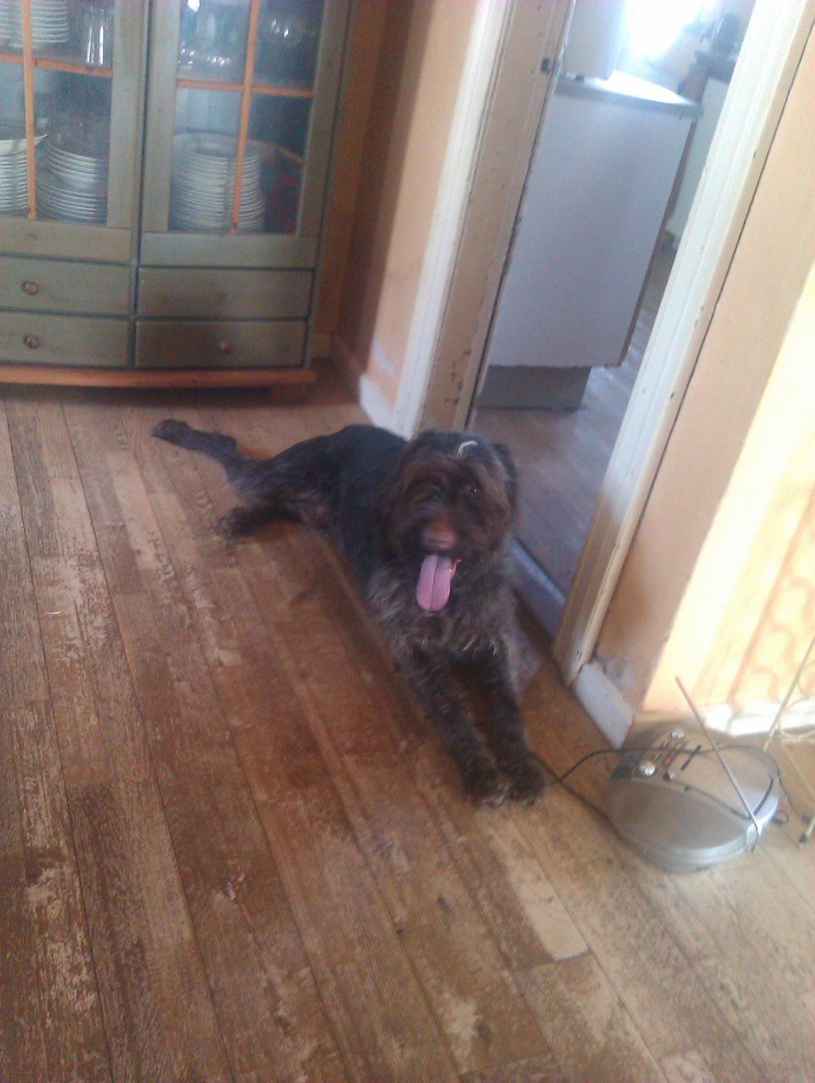 Ruhåret hønsehund Bamse billede 2