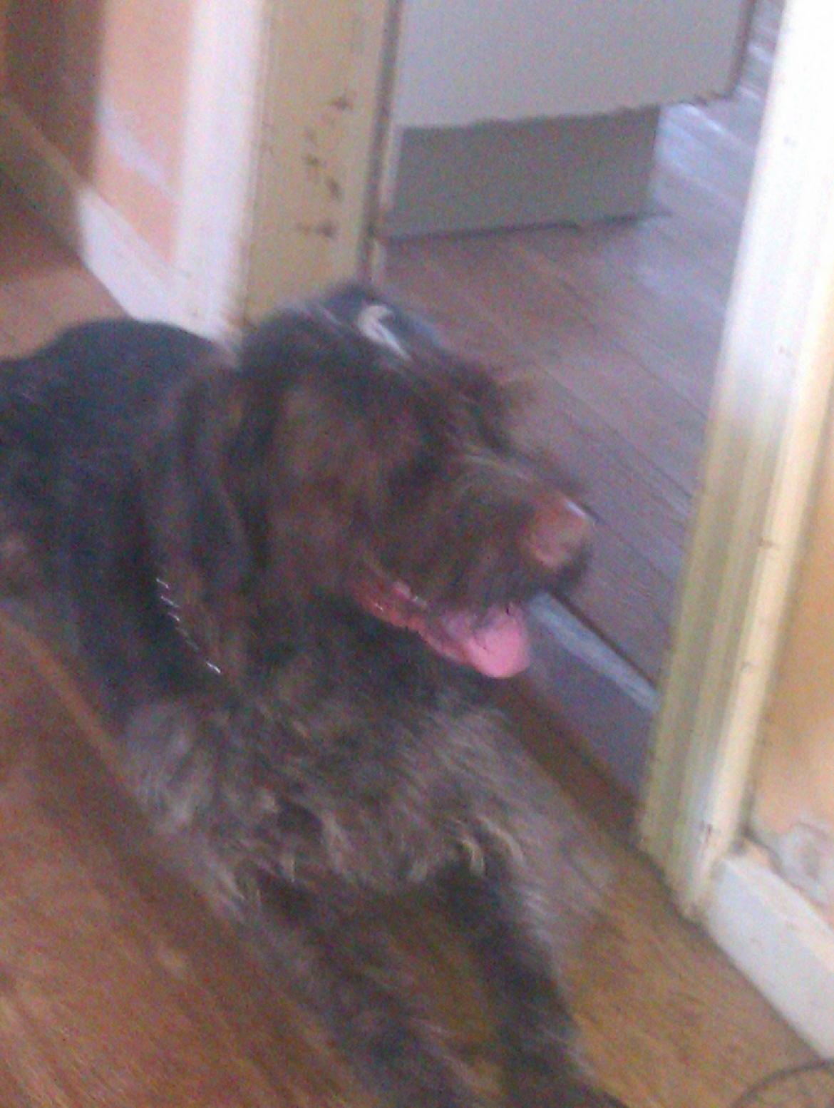 Ruhåret hønsehund Bamse billede 3