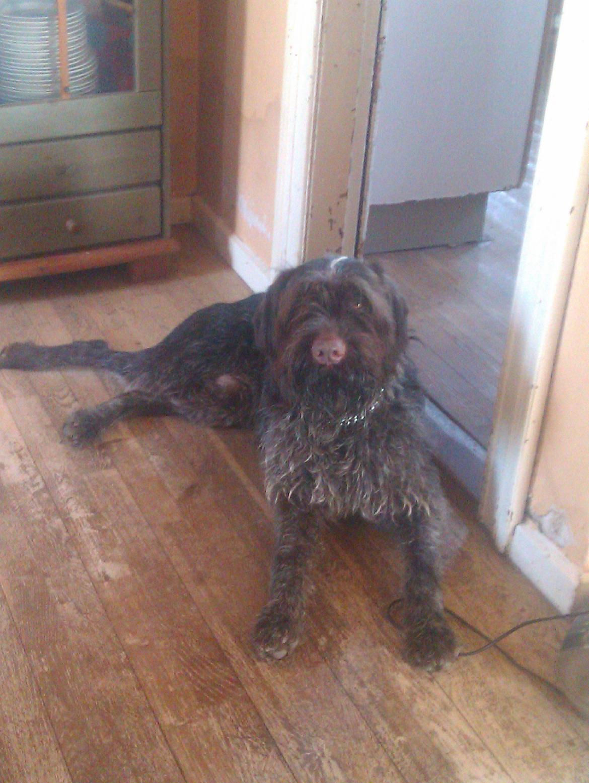 Ruhåret hønsehund Bamse billede 4