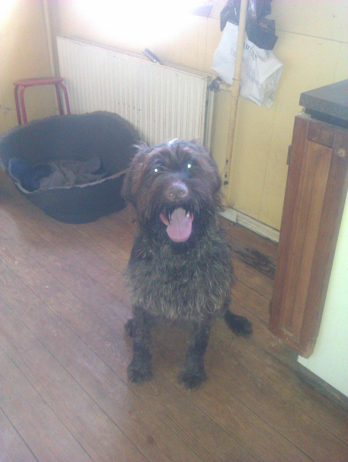 Ruhåret hønsehund Bamse billede 5