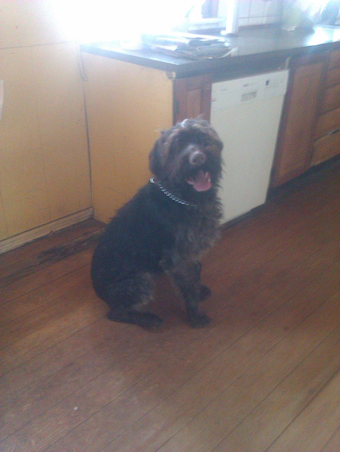 Ruhåret hønsehund Bamse billede 6