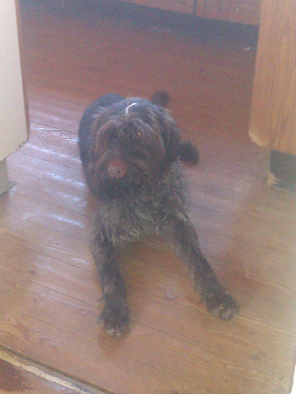 Ruhåret hønsehund Bamse billede 7