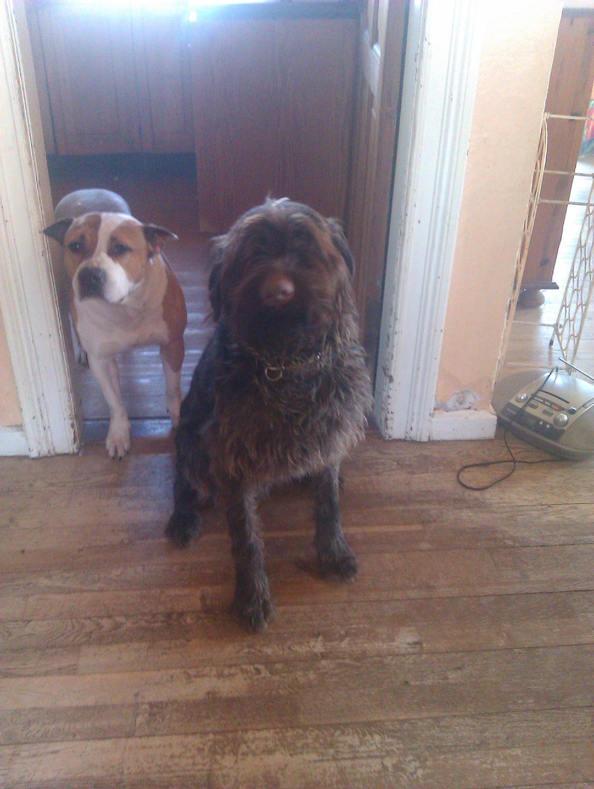 Ruhåret hønsehund Bamse billede 8