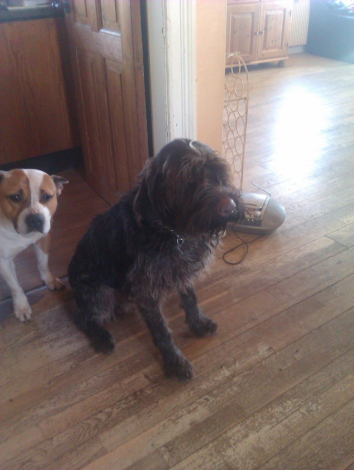 Ruhåret hønsehund Bamse billede 9