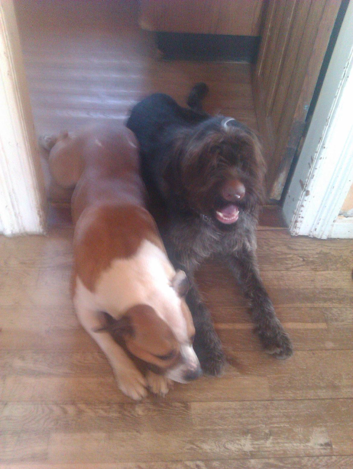 Ruhåret hønsehund Bamse billede 10