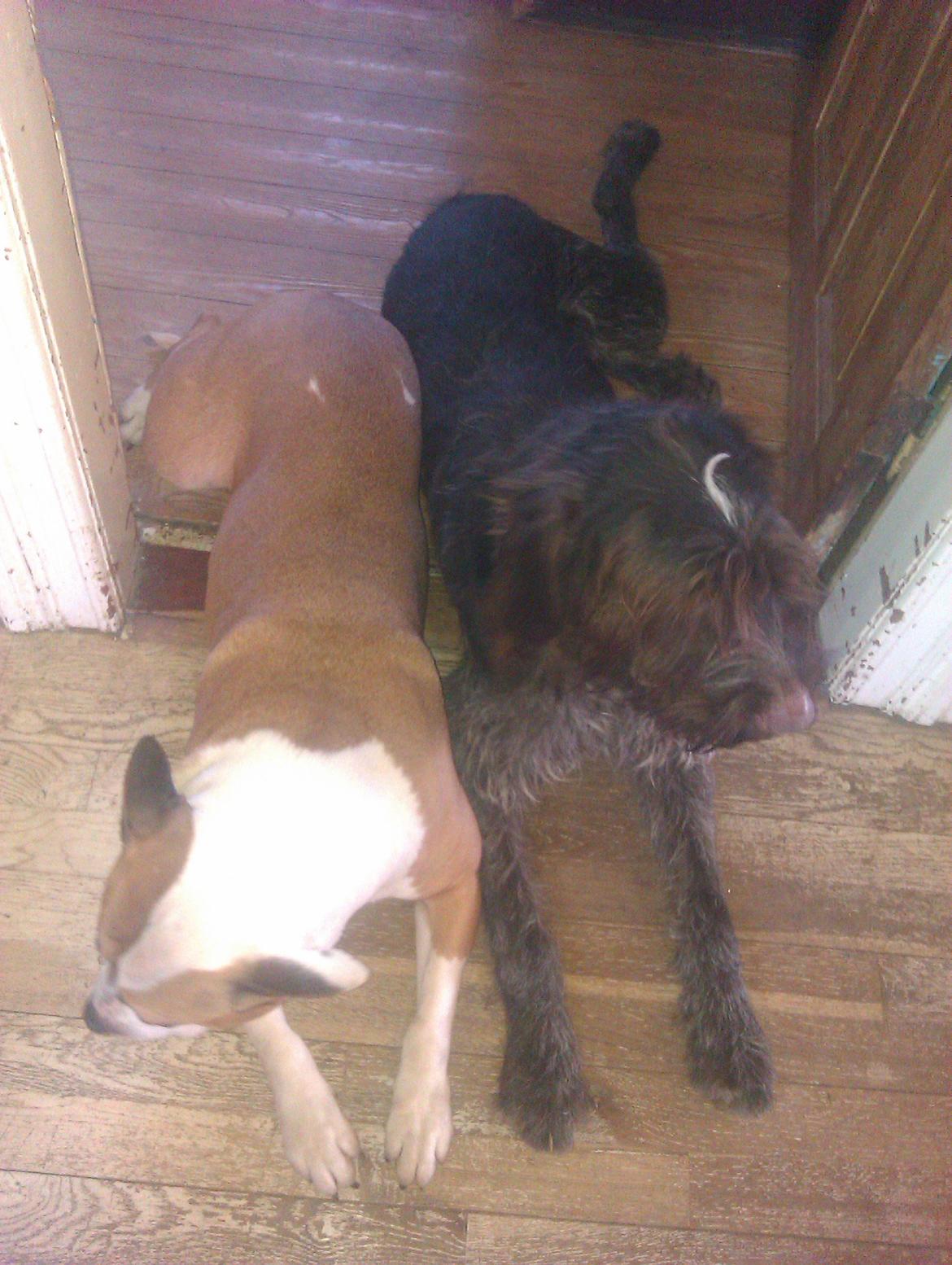 Ruhåret hønsehund Bamse billede 11