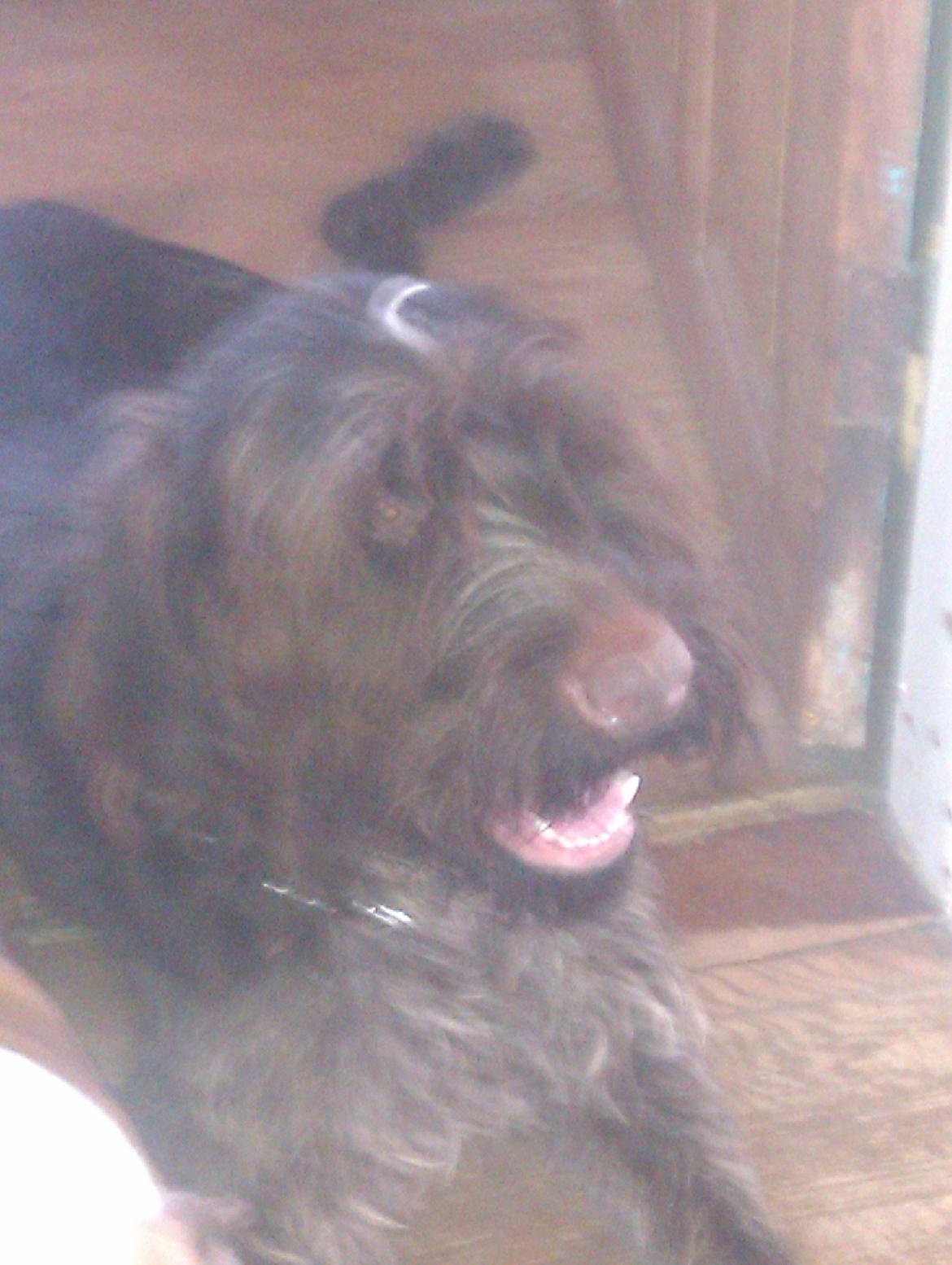 Ruhåret hønsehund Bamse billede 12