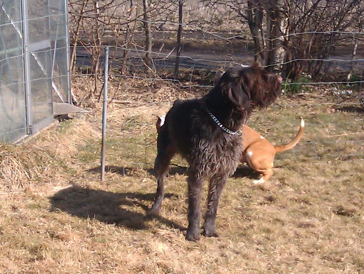 Ruhåret hønsehund Bamse billede 13