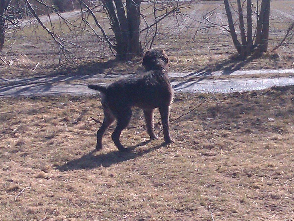 Ruhåret hønsehund Bamse billede 14