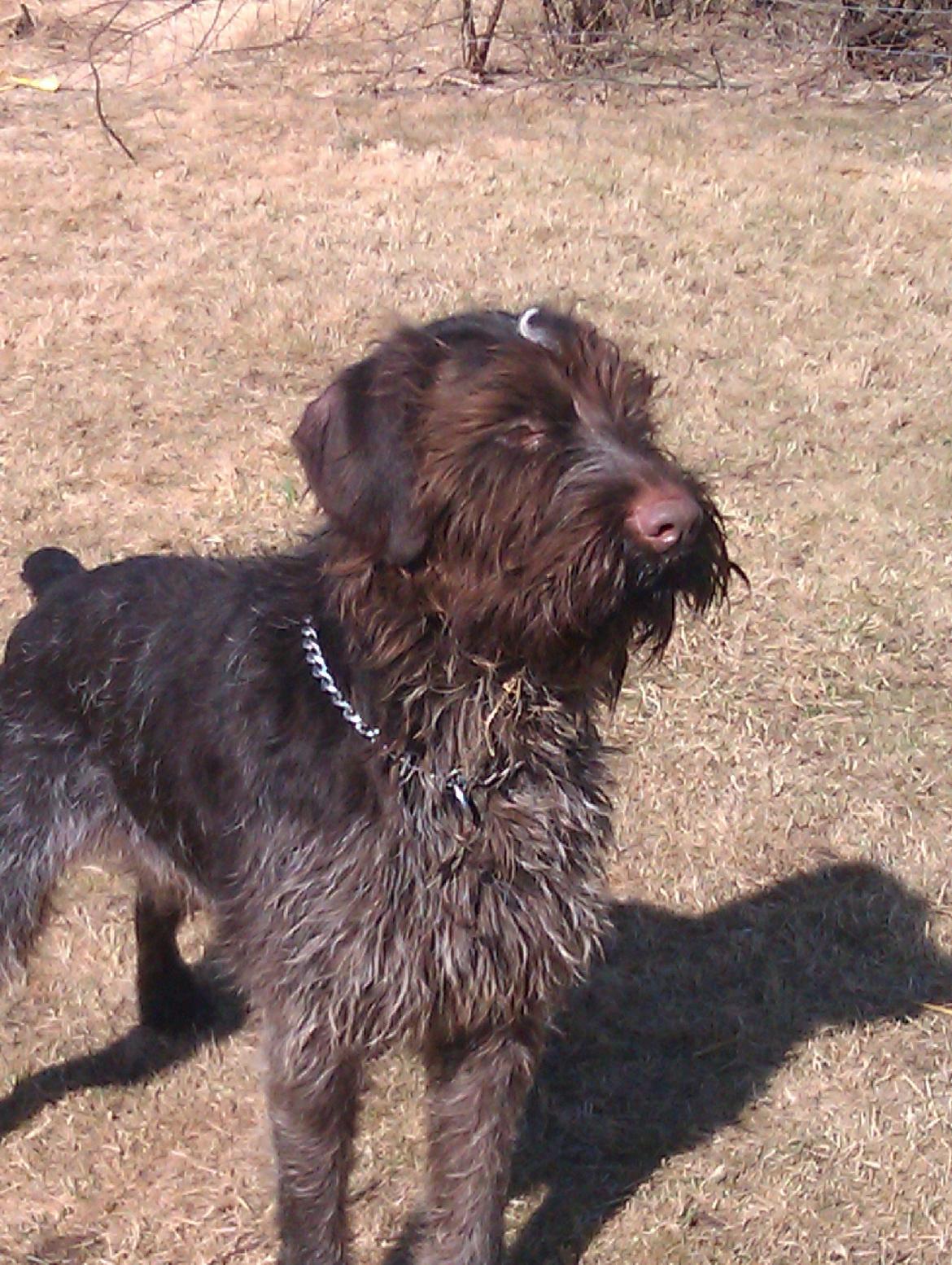 Ruhåret hønsehund Bamse billede 1