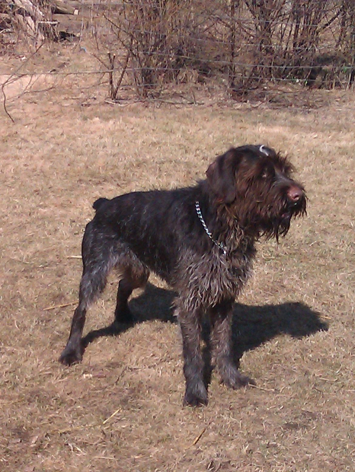 Ruhåret hønsehund Bamse billede 15
