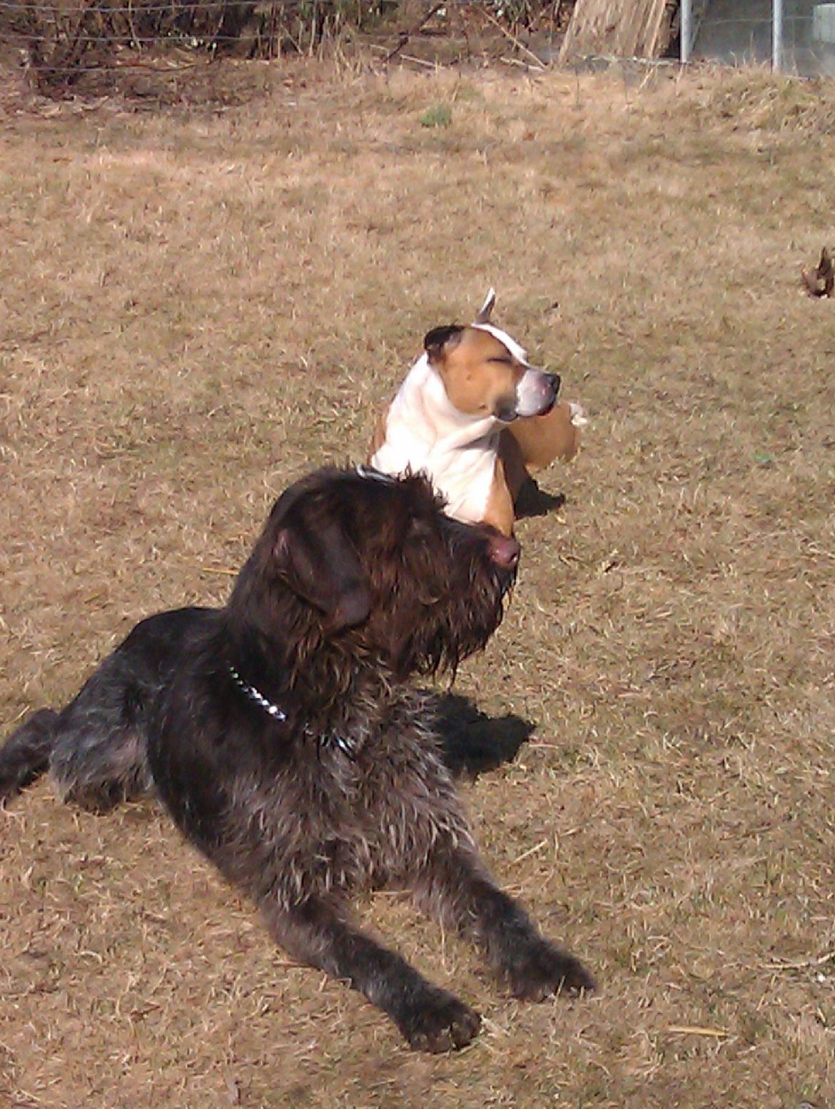 Ruhåret hønsehund Bamse billede 16