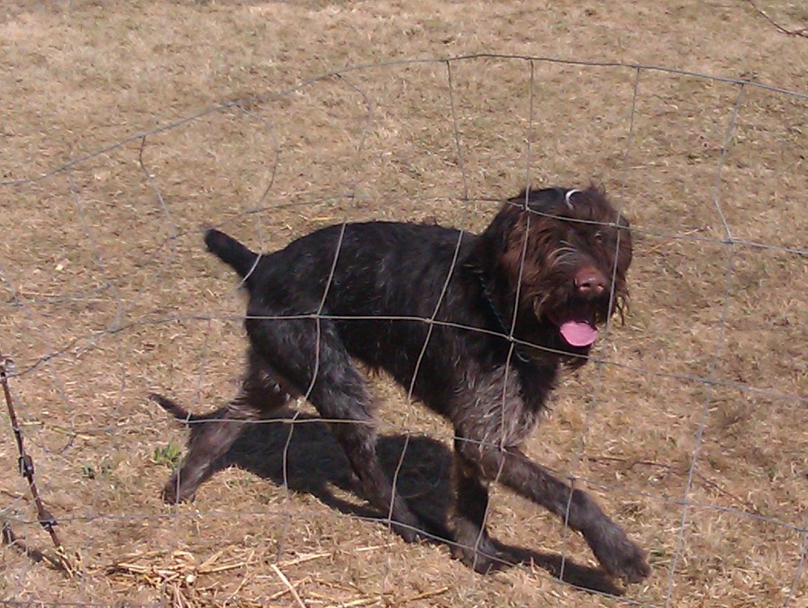 Ruhåret hønsehund Bamse billede 17