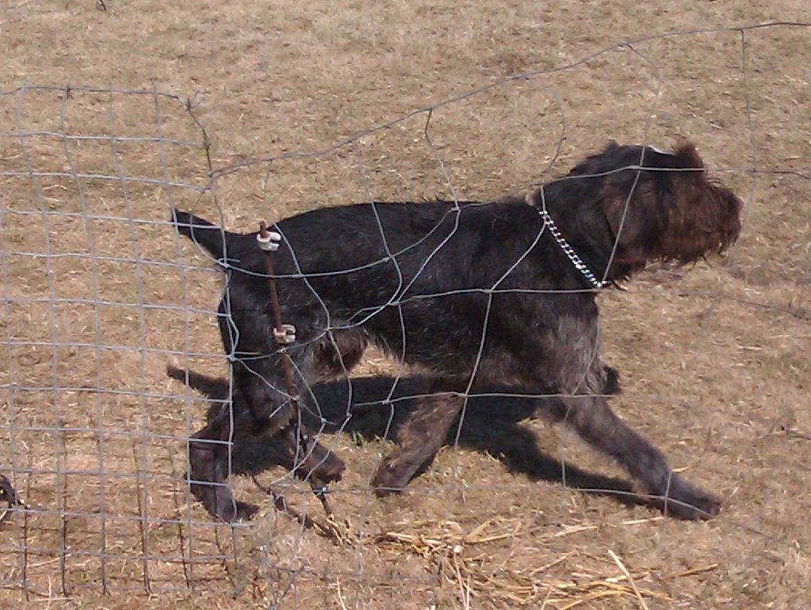 Ruhåret hønsehund Bamse billede 18