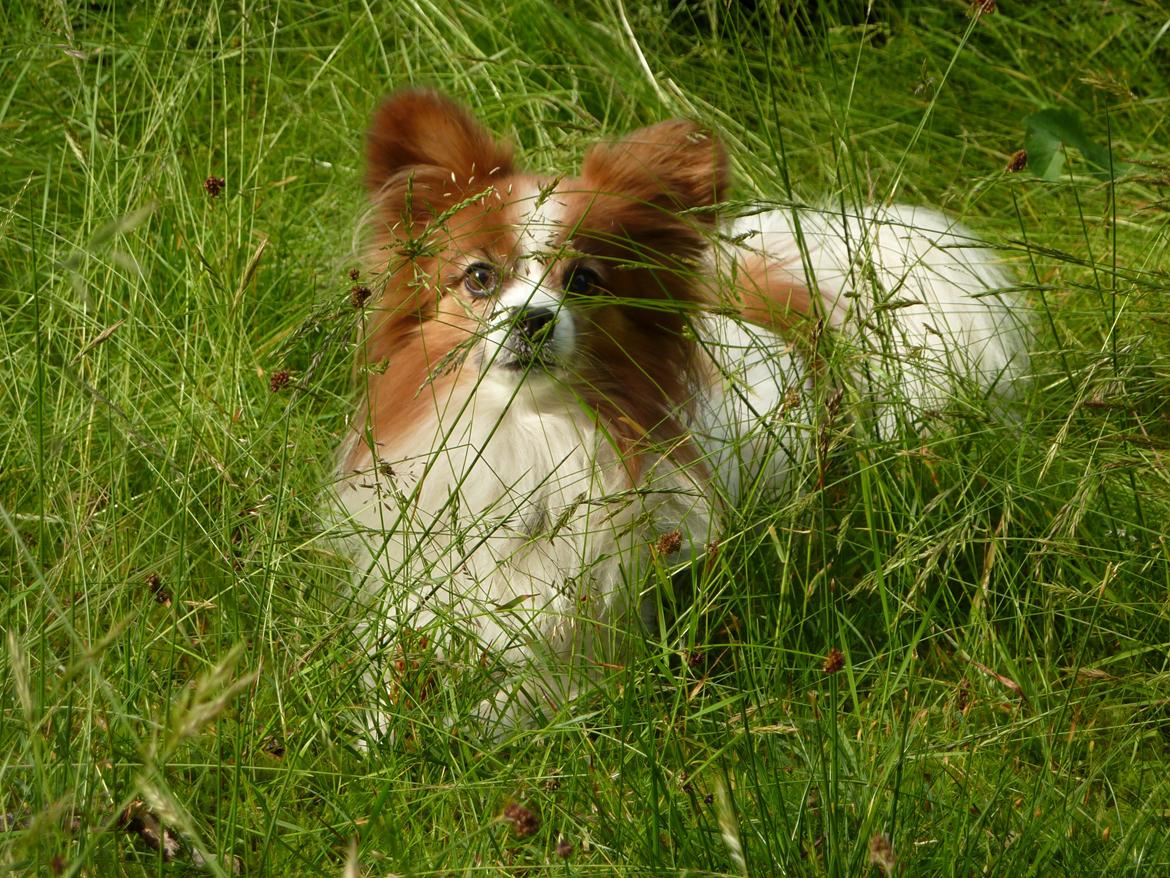 Papillon Gizmo R.I.P. - Bornholm 2012 billede 14