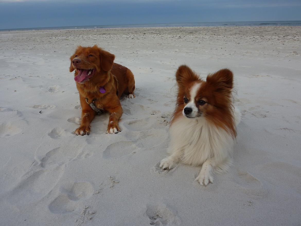 Papillon Gizmo R.I.P. - Gizmo og Nova på stranden på Bornholm 2012  billede 15