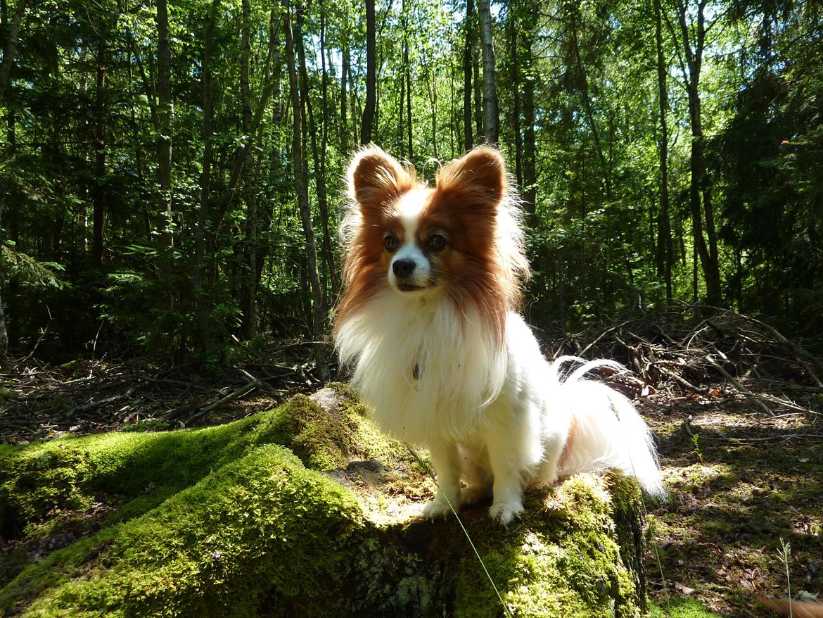 Papillon Gizmo R.I.P. - Bornholm 2012, 8½ år. billede 1