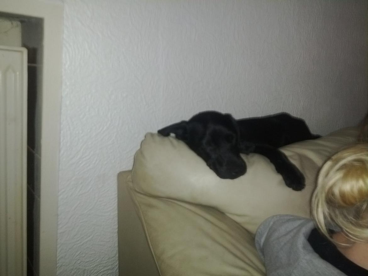 Blanding af racer molly billede 3