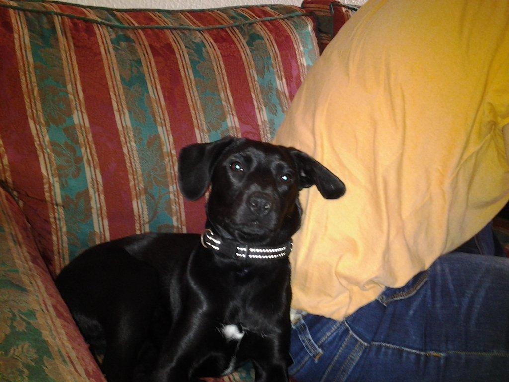 Blanding af racer molly billede 4