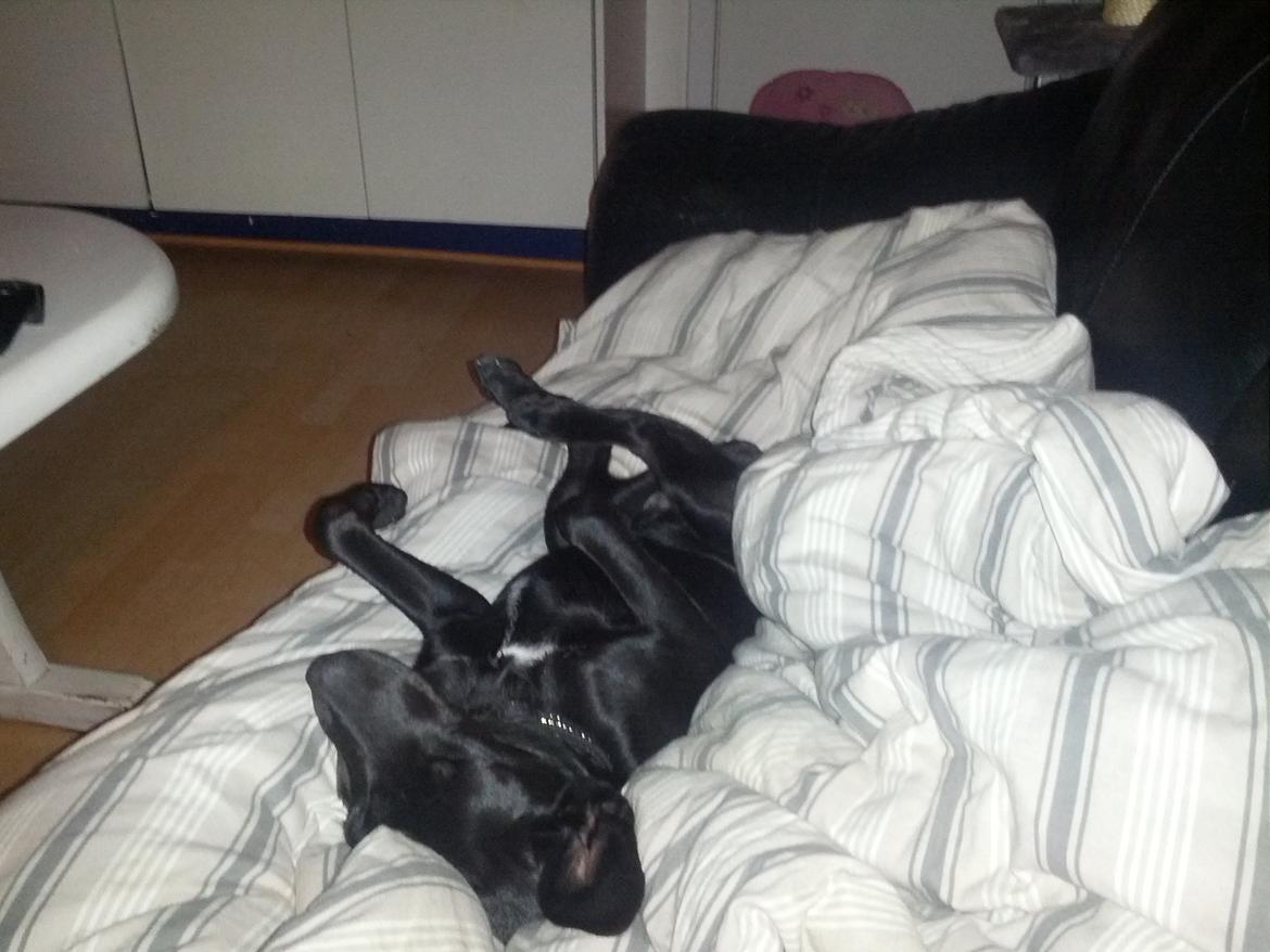 Blanding af racer molly billede 5