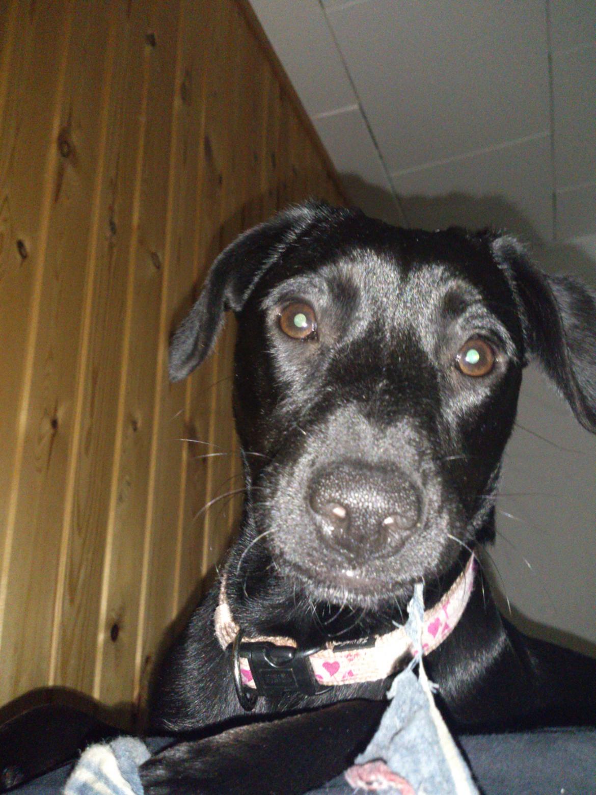 Blanding af racer molly billede 6