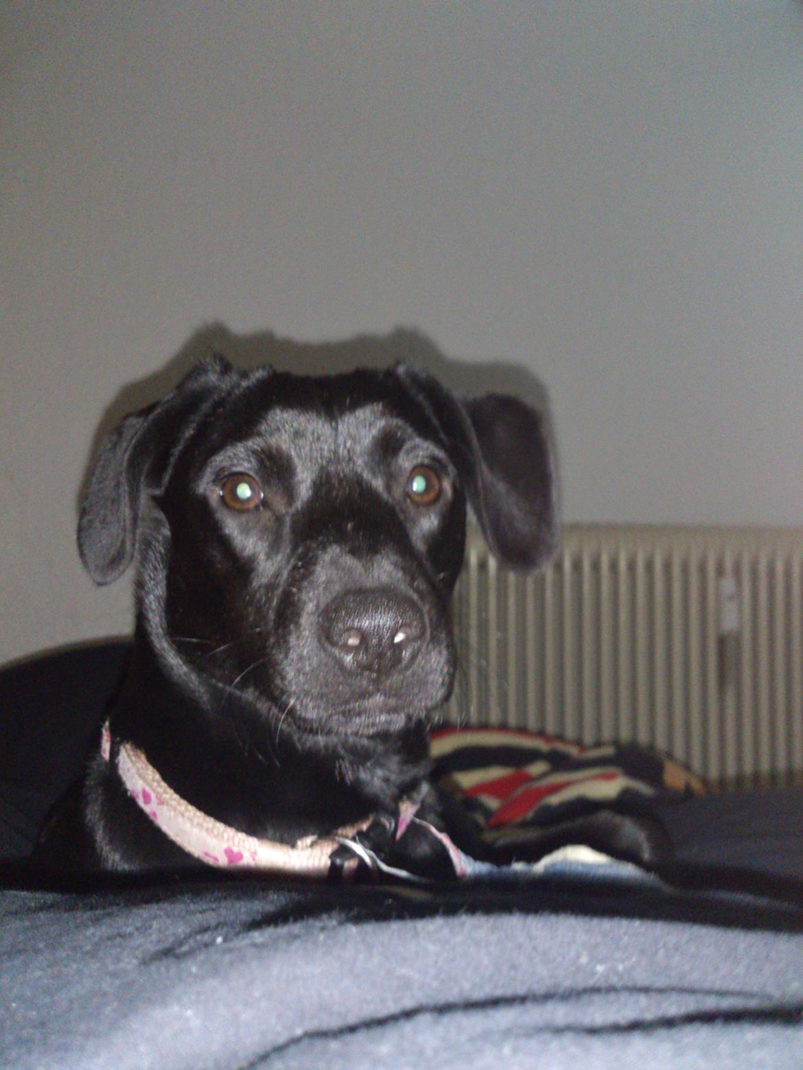 Blanding af racer molly billede 7