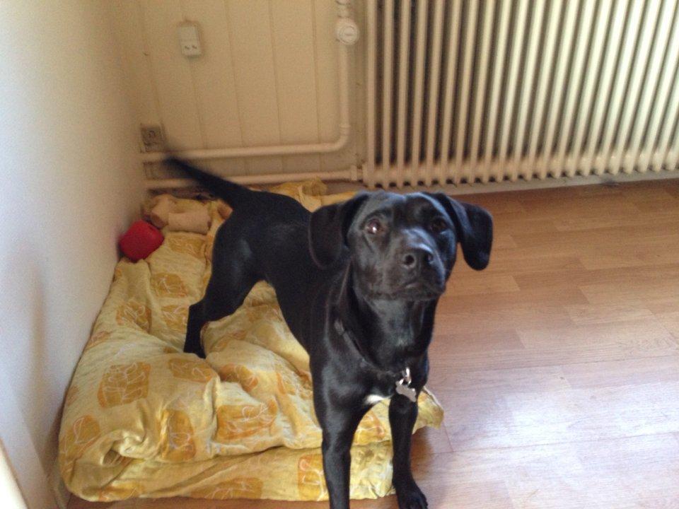 Blanding af racer molly billede 9