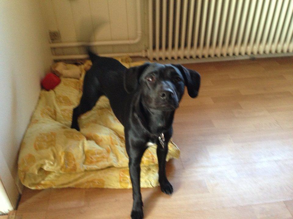 Blanding af racer molly billede 10