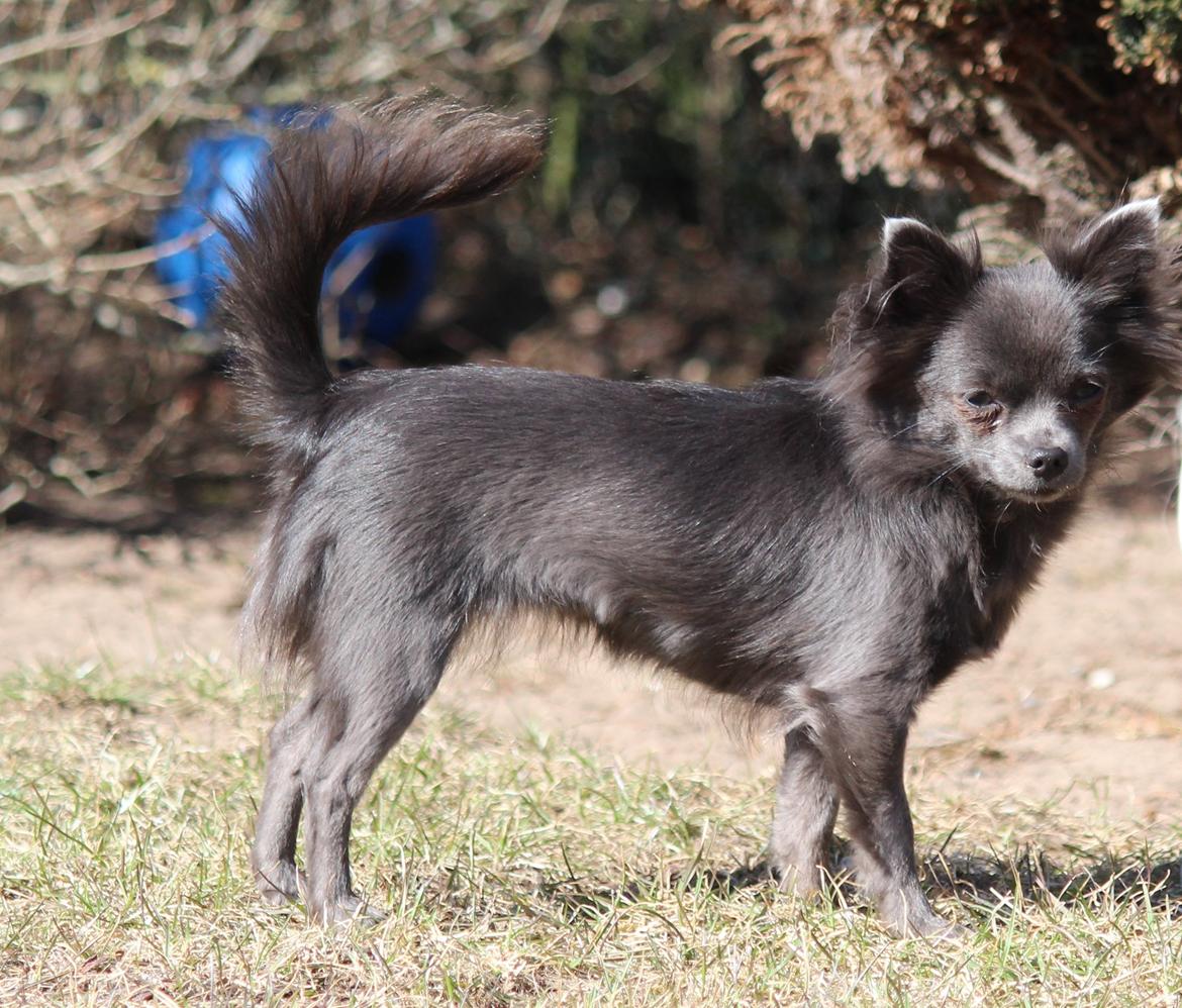 Chihuahua Tulle billede 14