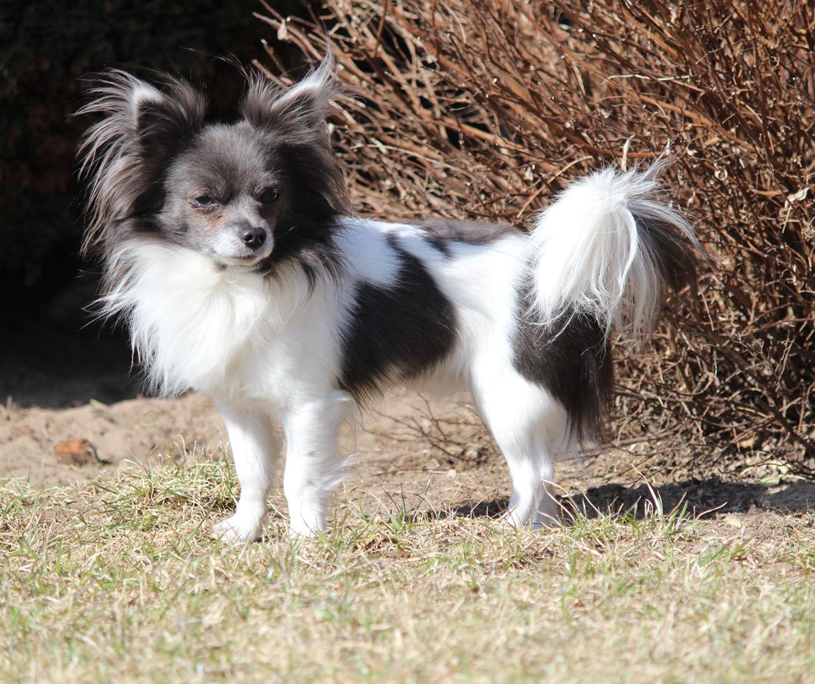 Chihuahua Boris billede 1