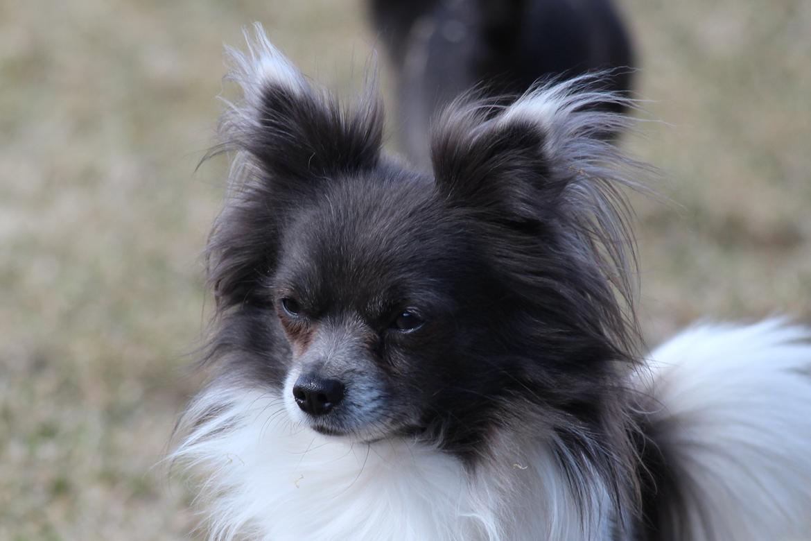 Chihuahua Boris billede 13