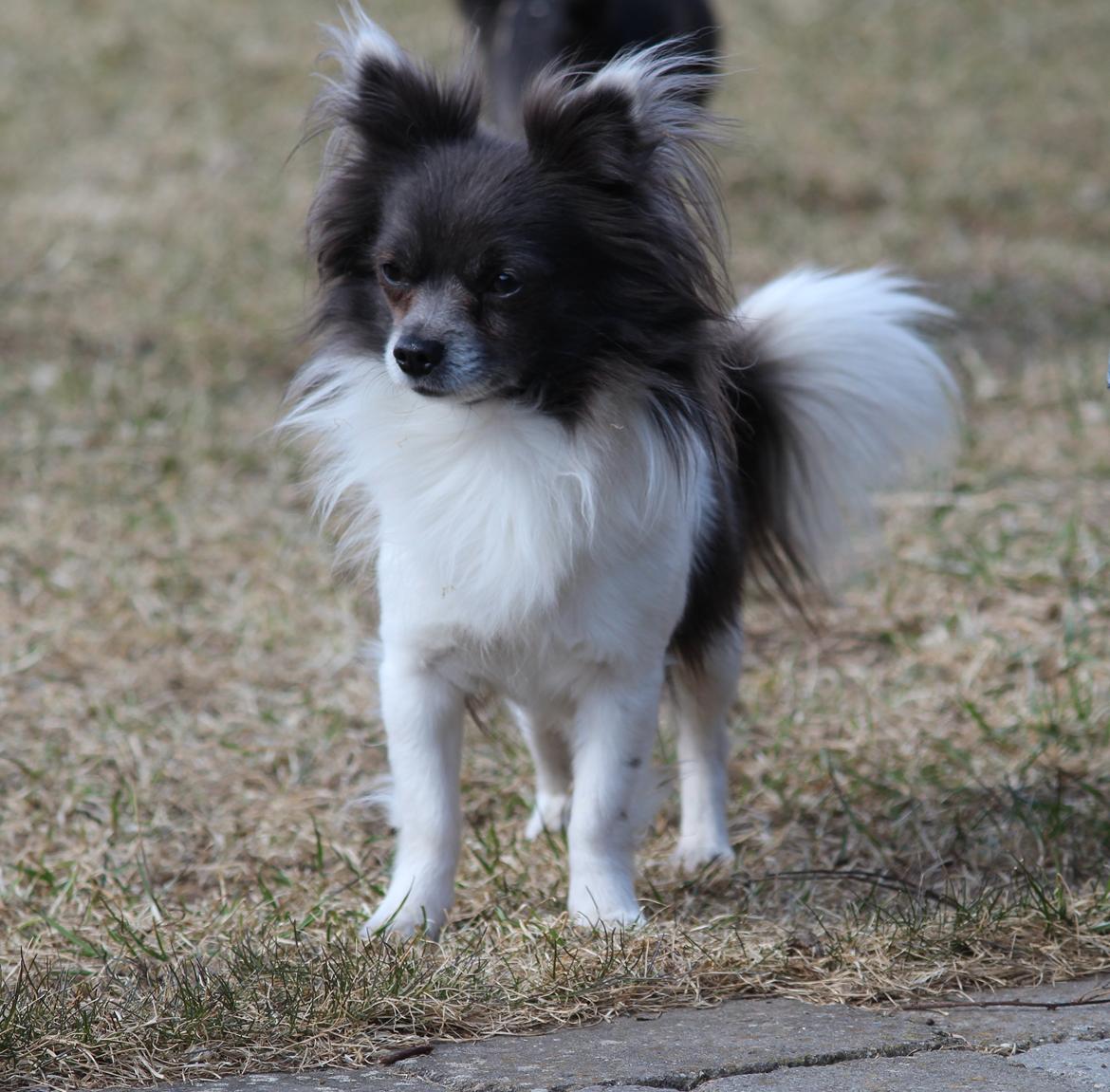 Chihuahua Boris billede 14