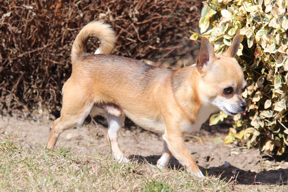 Chihuahua Turbo billede 16