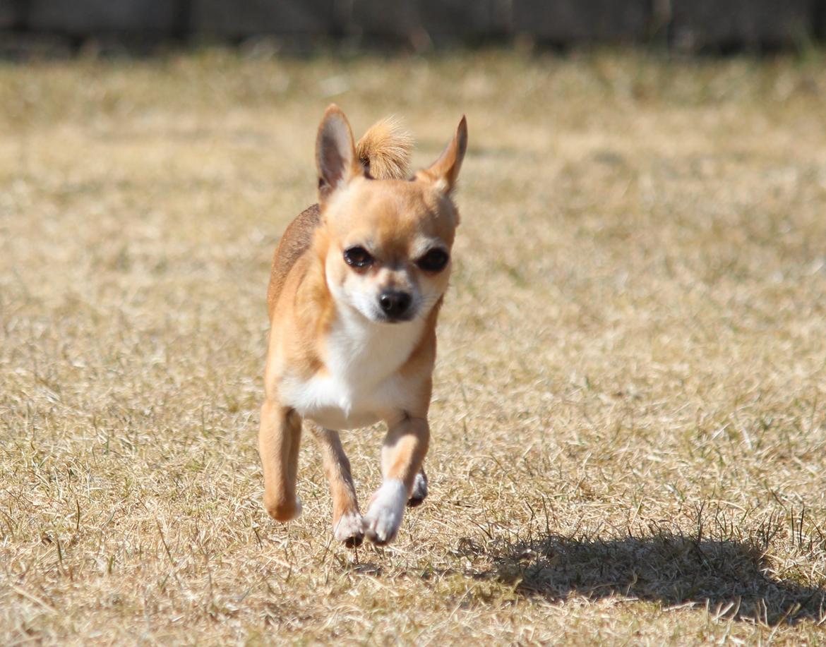 Chihuahua Turbo billede 17