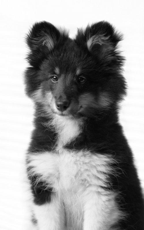 Shetland sheepdog Jessie billede 7