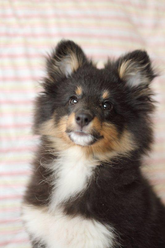 Shetland sheepdog Jessie billede 9