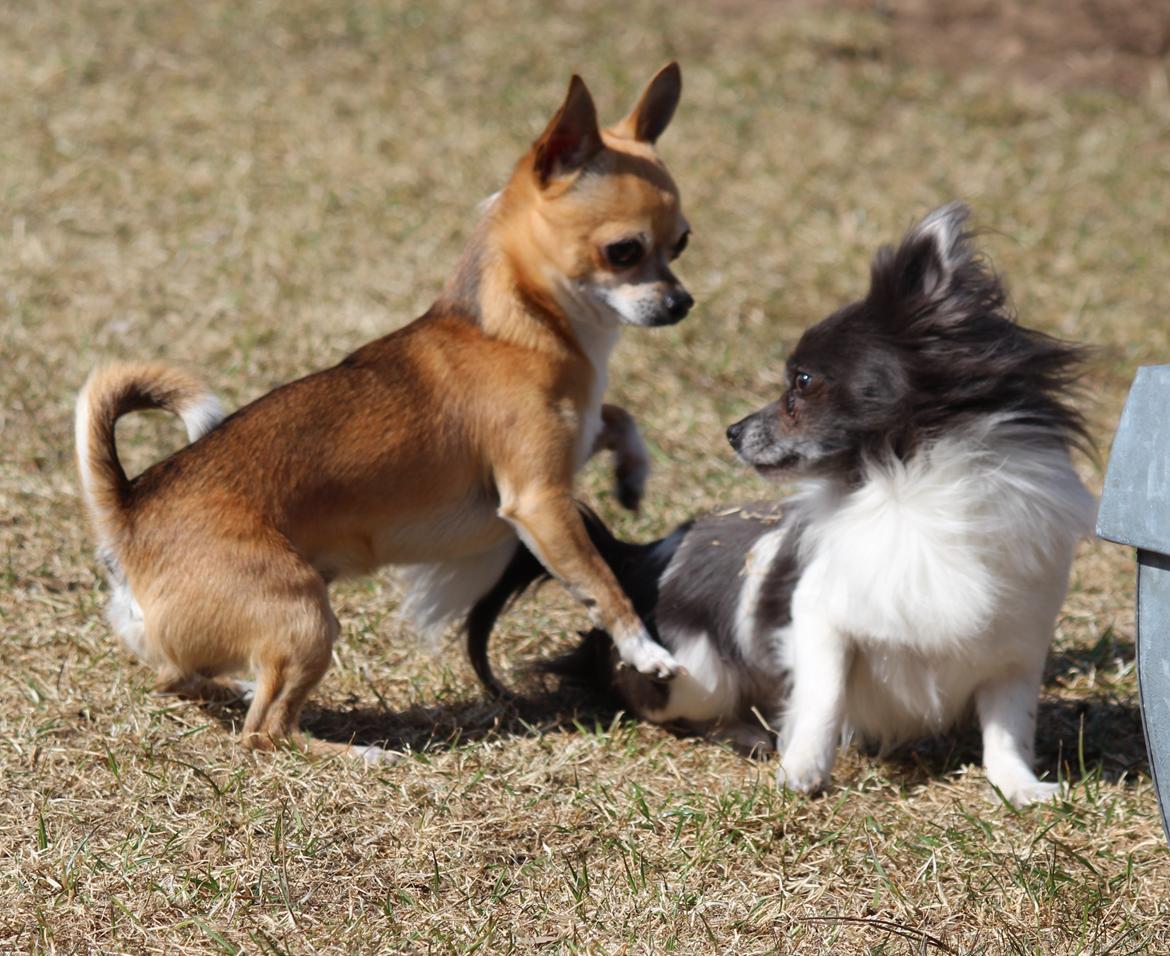 Chihuahua Turbo billede 18