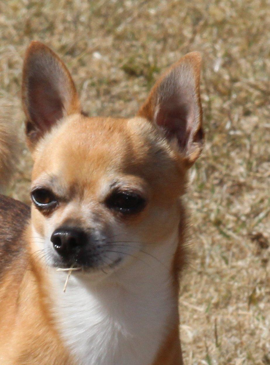 Chihuahua Turbo billede 19