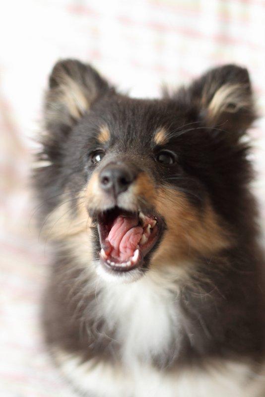 Shetland sheepdog Jessie billede 10