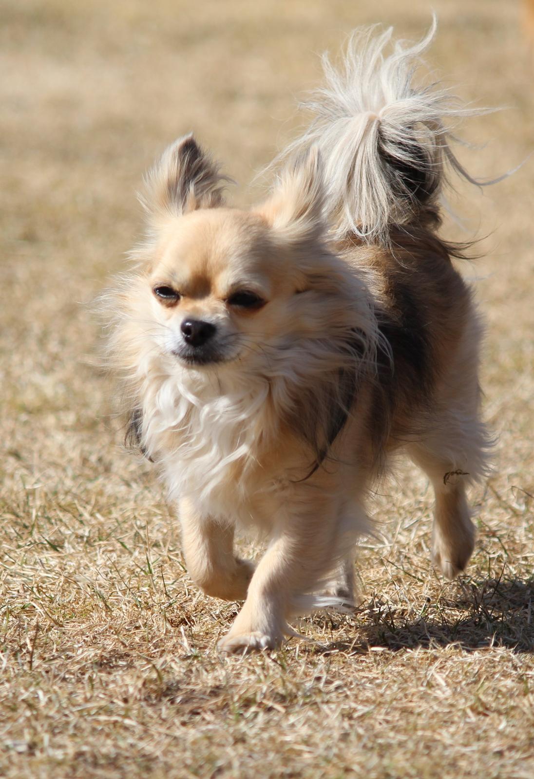 Chihuahua Arnold billede 13