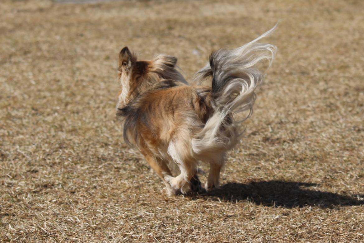 Chihuahua Arnold billede 14