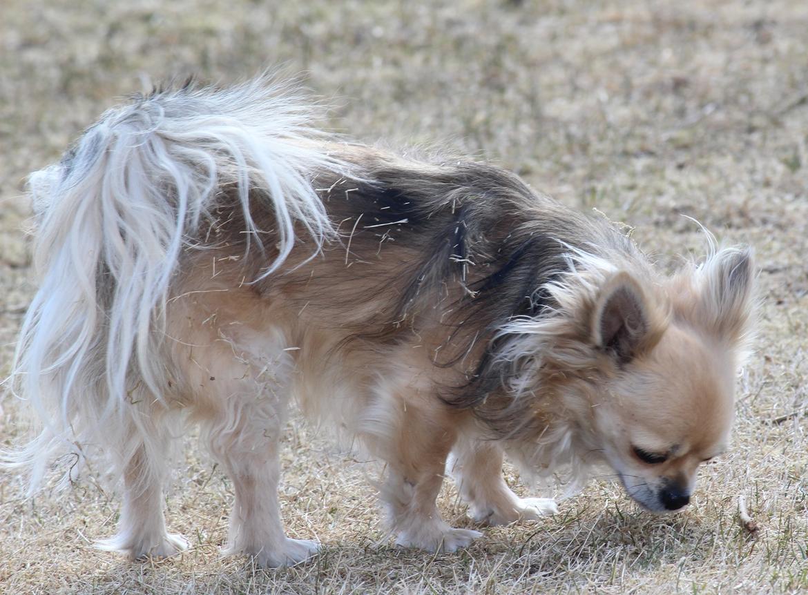 Chihuahua Arnold billede 15