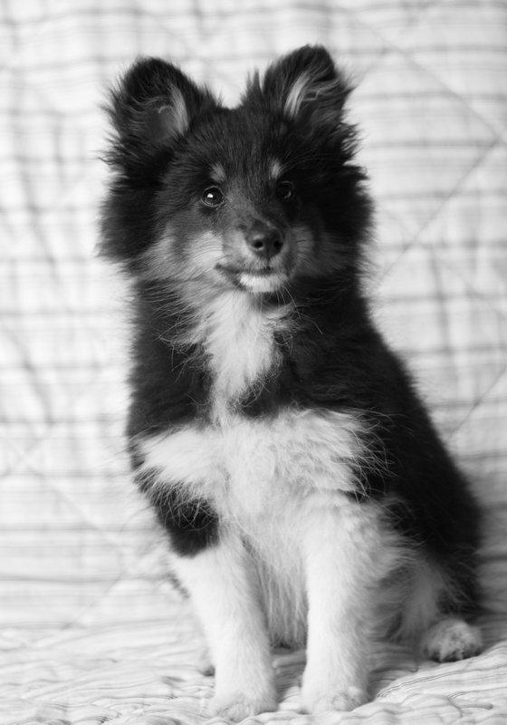 Shetland sheepdog Jessie billede 11